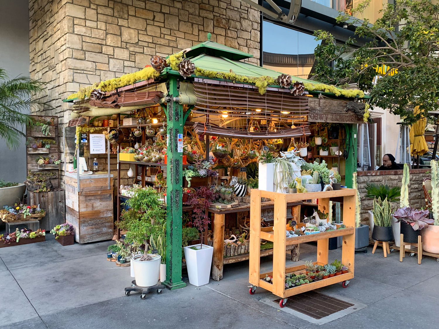 Dewy flowers plants shop located in los angeles selling live succulent arrangements potted house plants and bonsai trees.