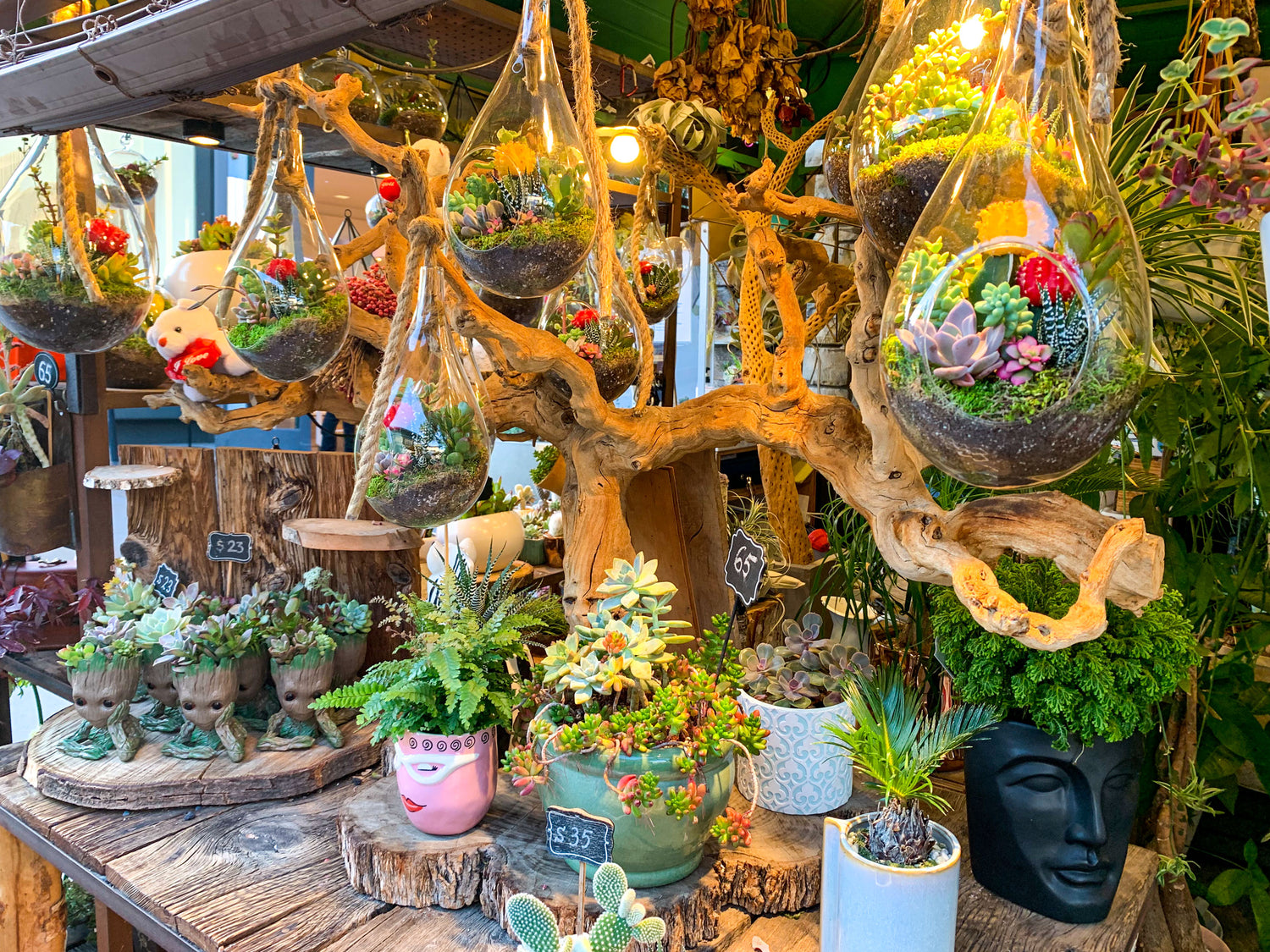 Dewy flowers plants shop located in los angeles selling live succulent arrangements potted house plants and bonsai trees.