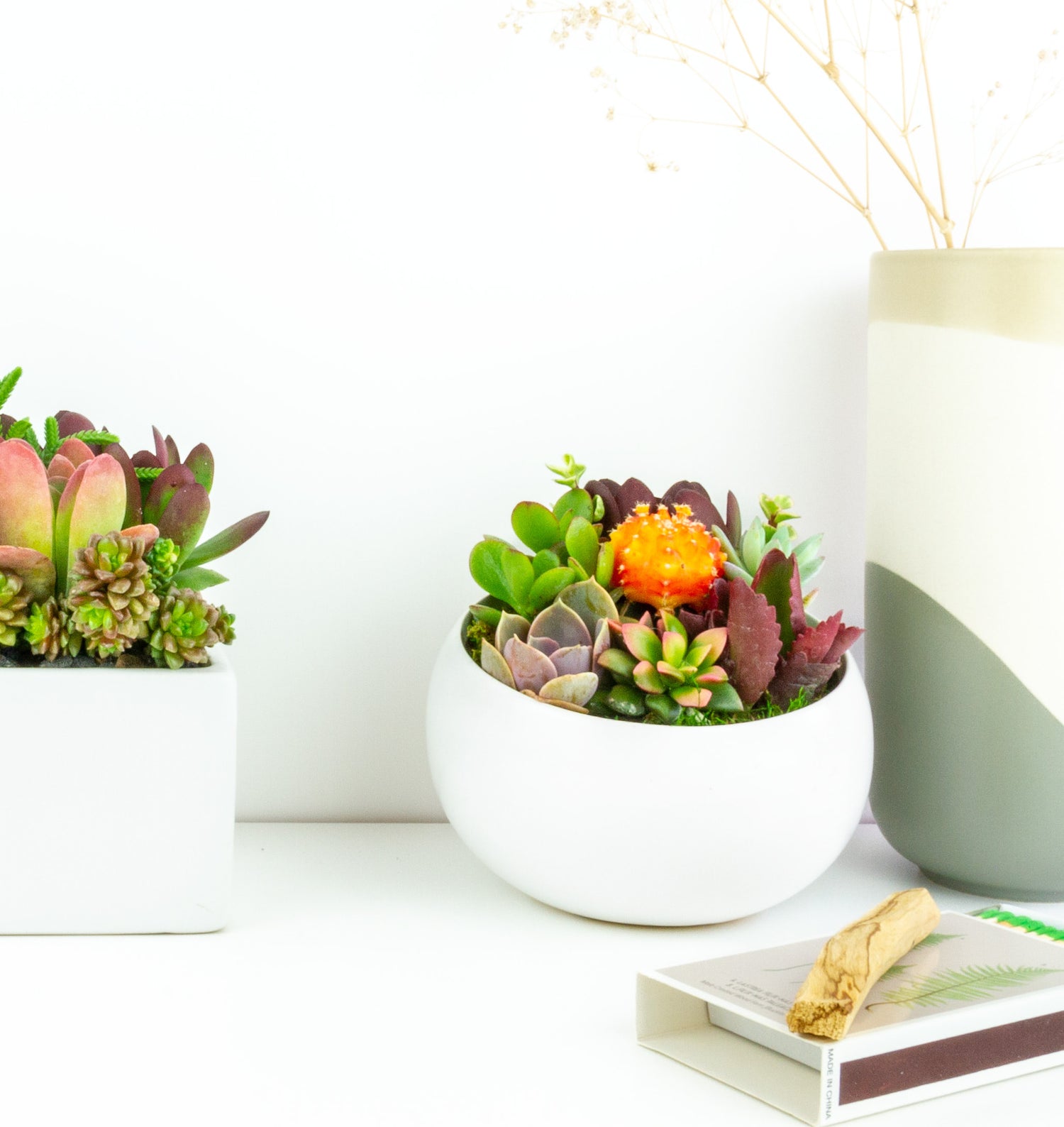 Live succulent arrangements potted in modern white ceramic pot made by Dewy Flowers in Los Angeles California