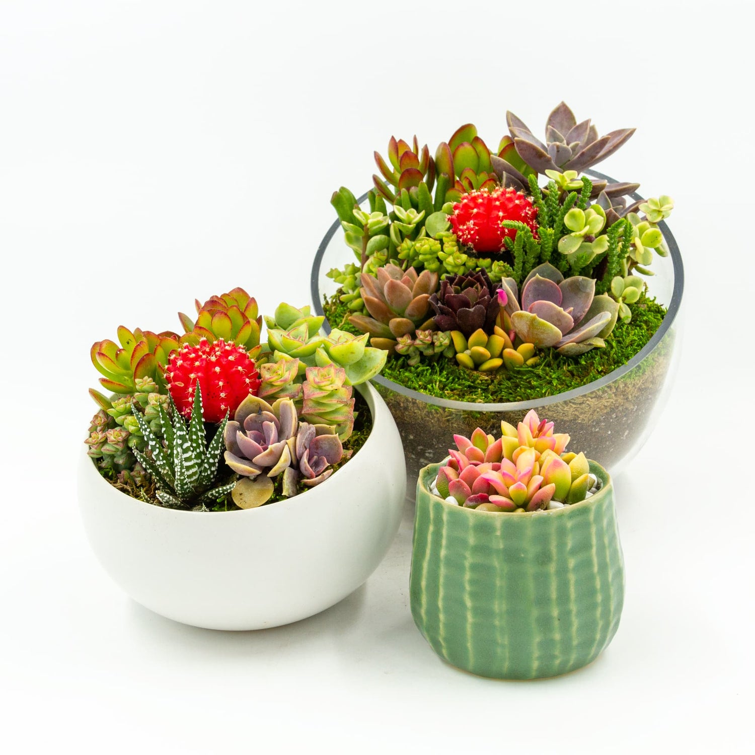 Live potted succulents succulent arrangement and succulent terrarium made by Dewy Flowers
