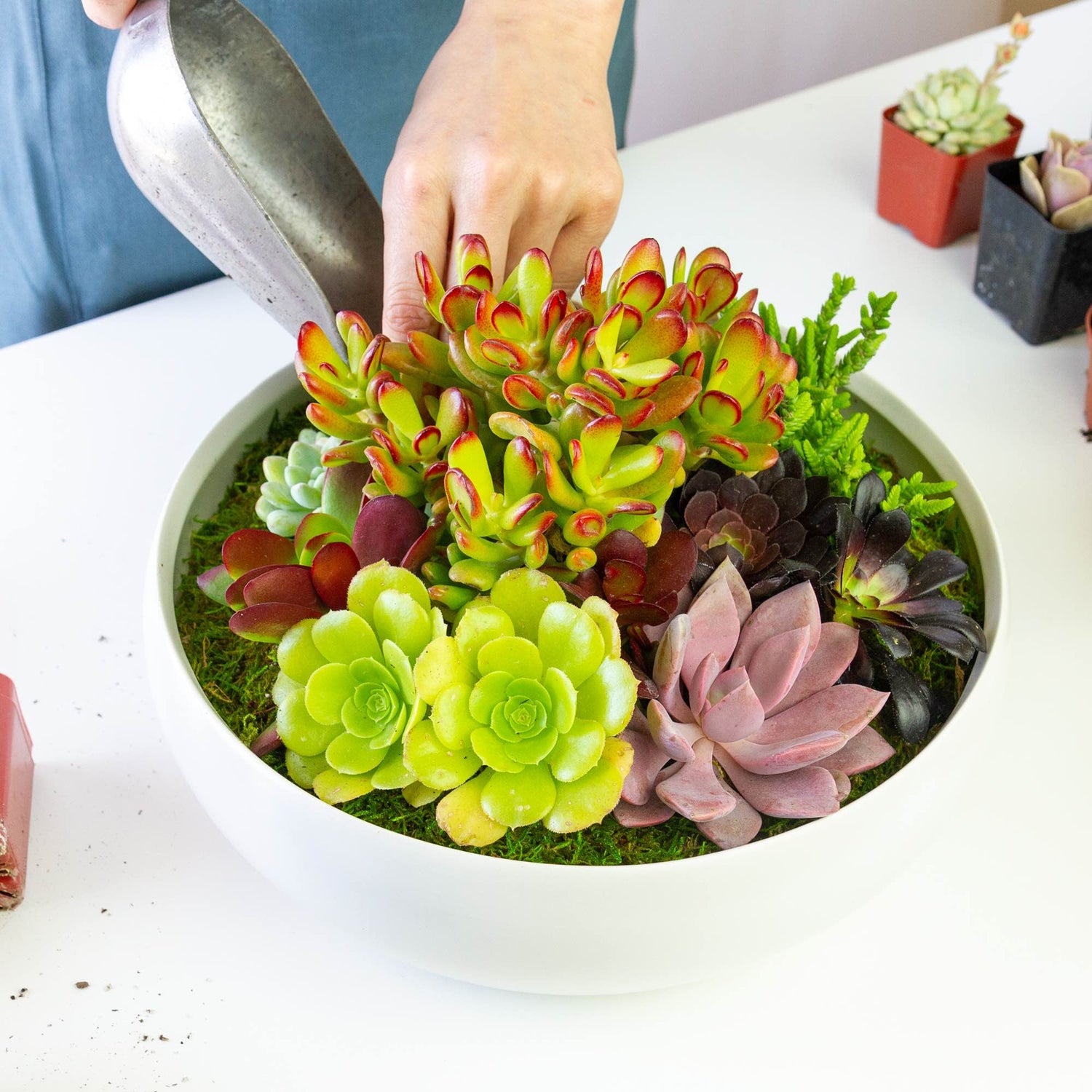 Dewy Flowers plant shop florist arranging live succulents into a white ceramic bowl container