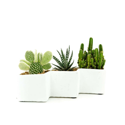 Cacti & Succulent Trio in Modern White Concrete Pot