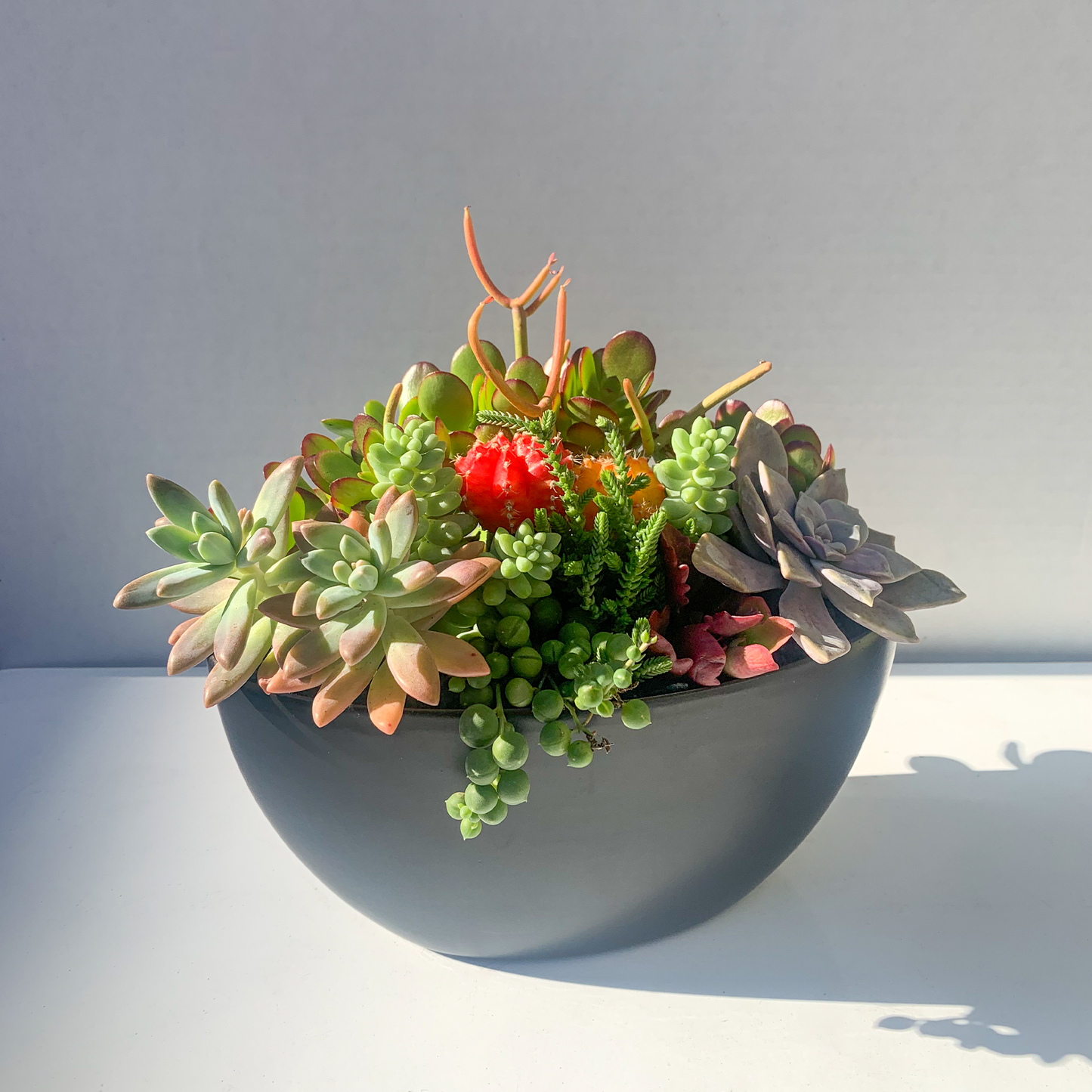 Succulent Arrangement in Semicircle Ceramic Pot (Multiple Sizes & Colors)