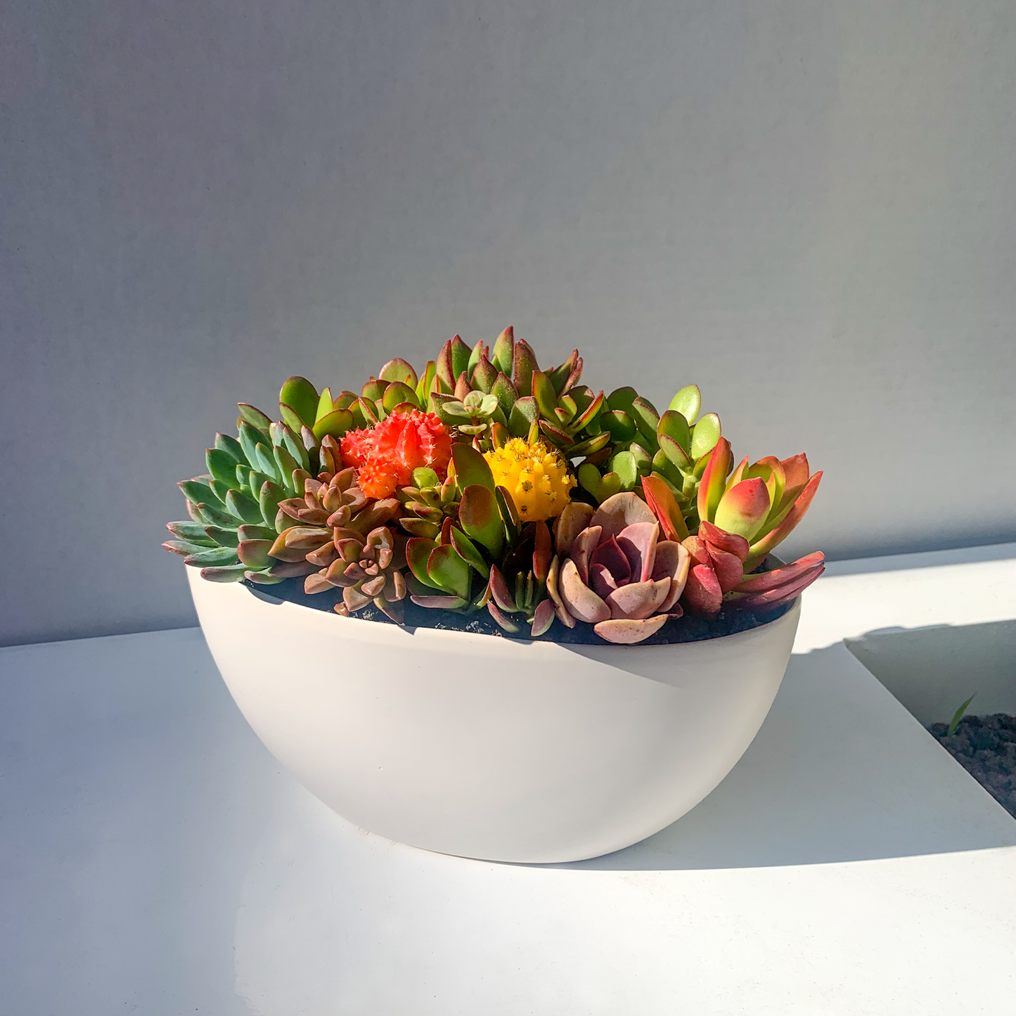 Succulent Arrangement in Semicircle Ceramic Pot (Multiple Sizes & Colors)
