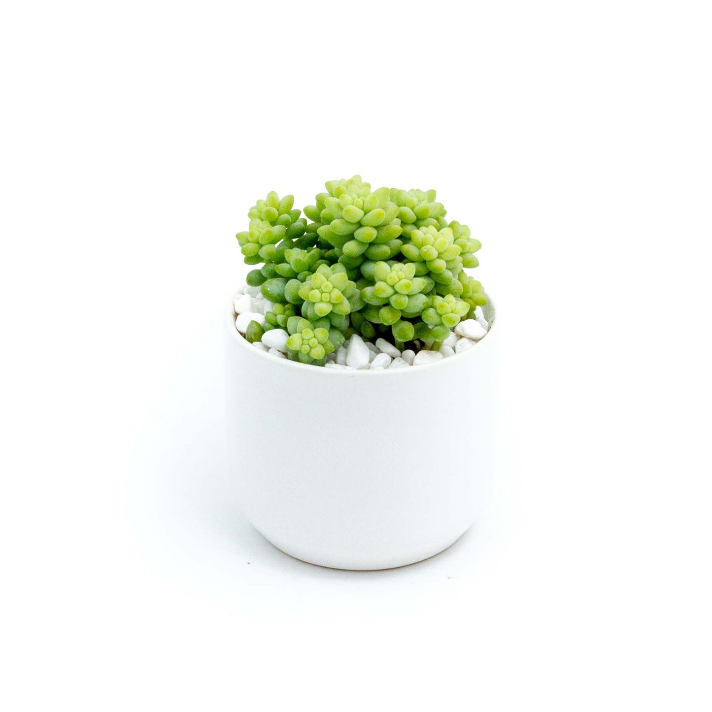 Succulent Plants in Small Ceramic Pots 2 (Multiple Pot & Plant Combinations)