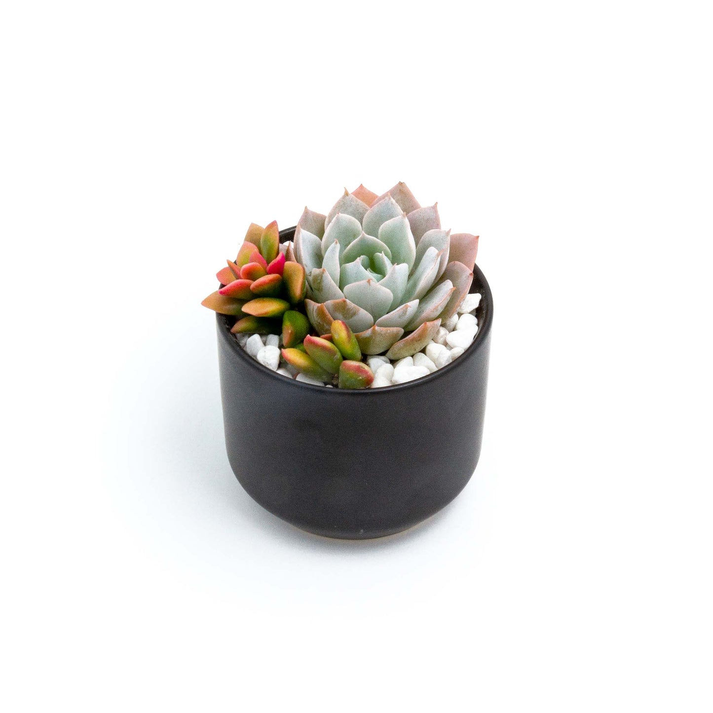 Succulent Plants in Small Ceramic Pots 2 (Multiple Pot & Plant Combinations)