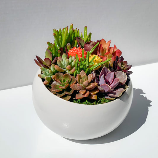Succulent Arrangement in Ceramic Bowl - White, Large