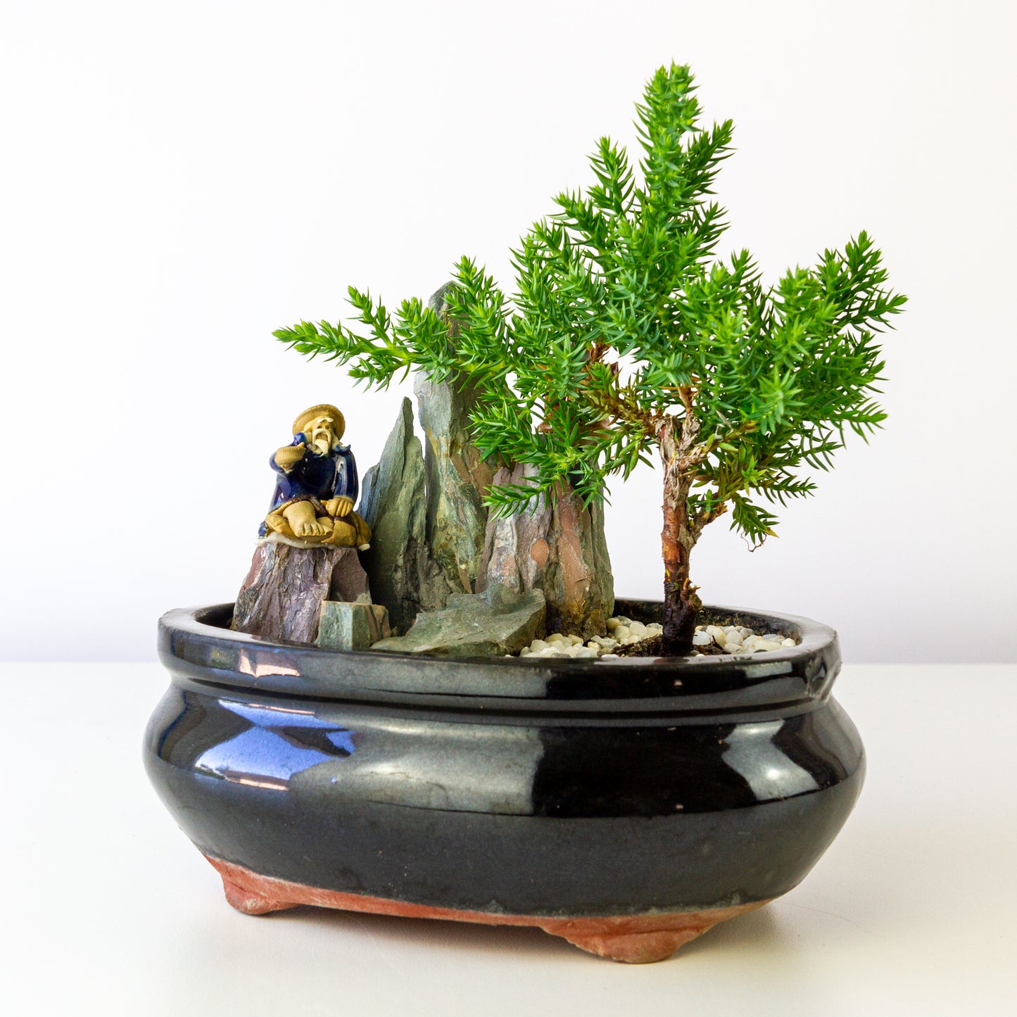 Juniper Bonsai in a Pot with Old Man (Multiple Colors) - Small