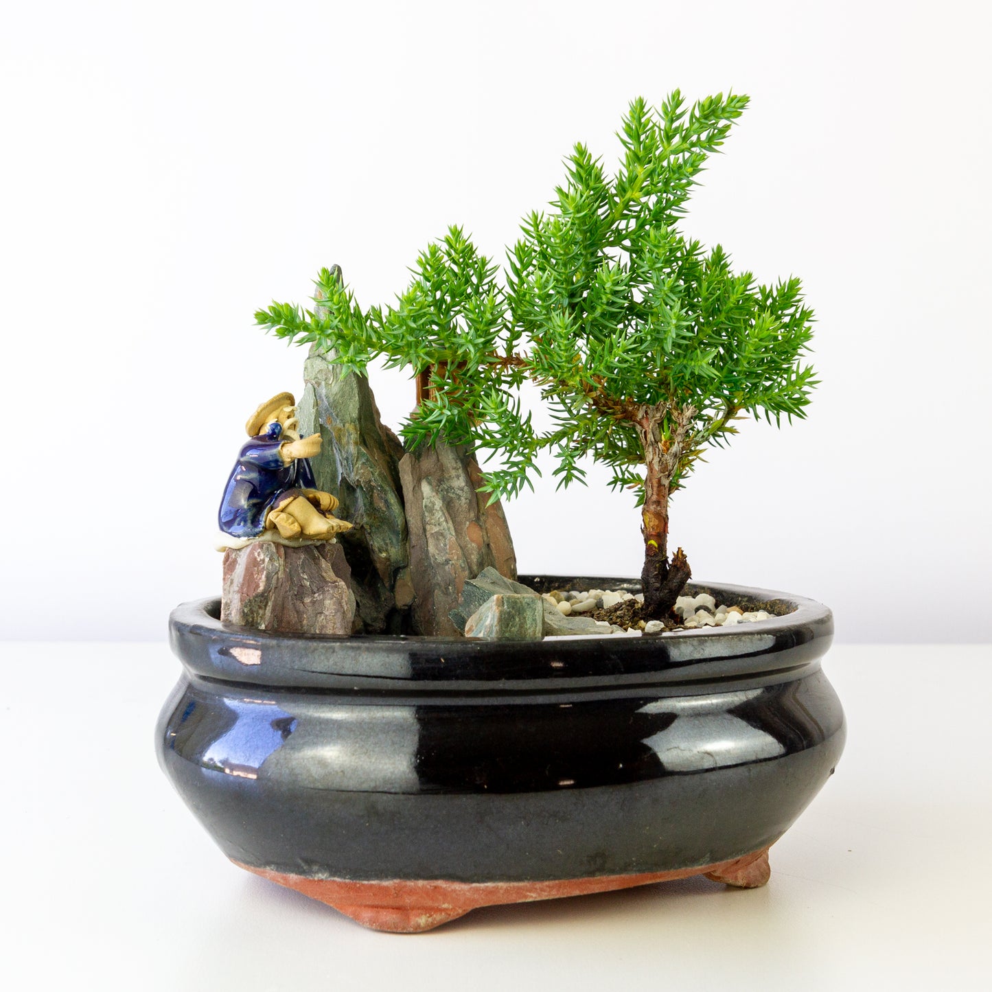 Juniper Bonsai in a Pot with Old Man (Multiple Colors) - Small