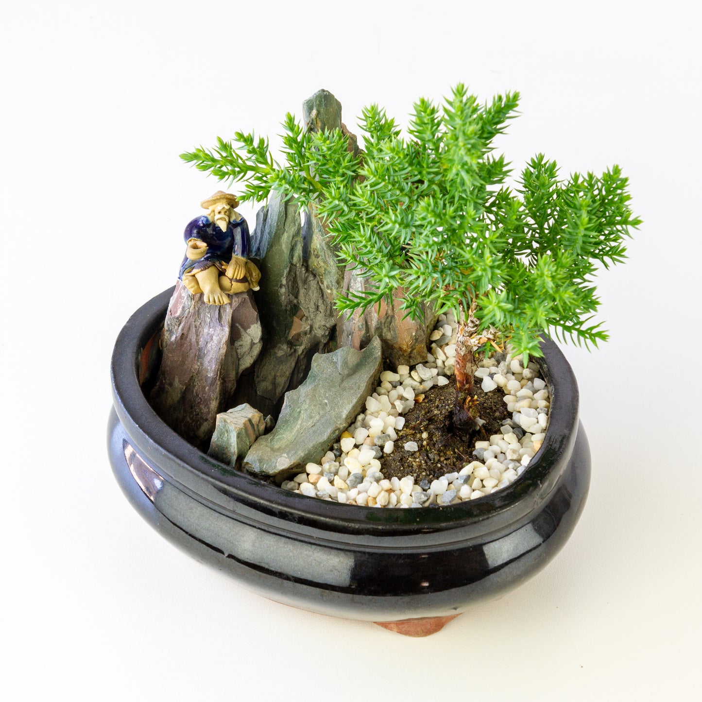 Juniper Bonsai in a Pot with Old Man (Multiple Colors) - Small