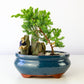 Juniper Bonsai in a Pot with Old Man (Multiple Colors) - Small