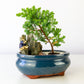 Juniper Bonsai in a Pot with Old Man (Multiple Colors) - Small