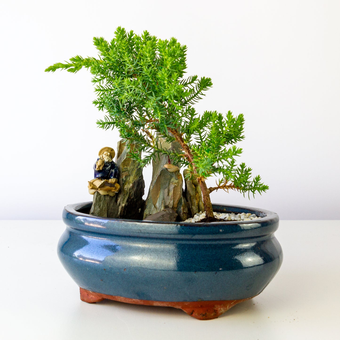 Juniper Bonsai in a Pot with Old Man (Multiple Colors) - Small