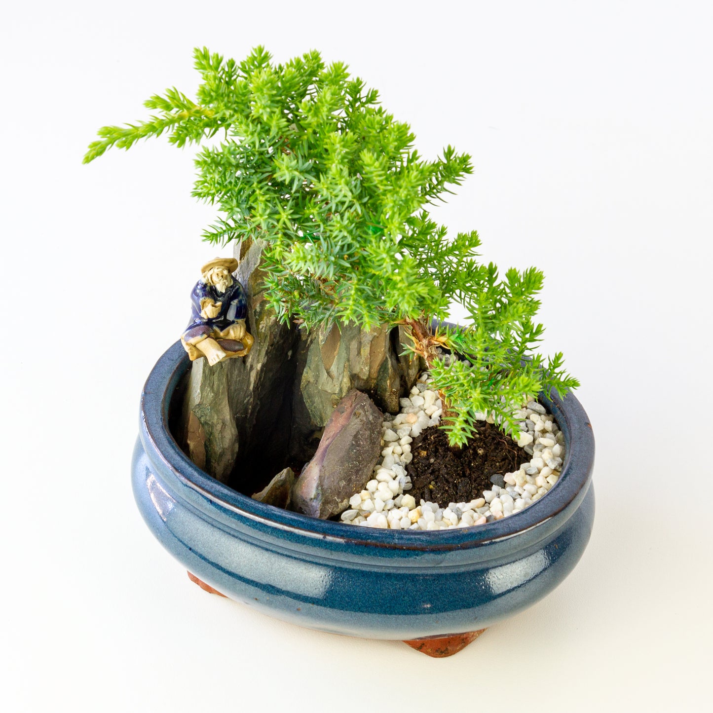 Juniper Bonsai in a Pot with Old Man (Multiple Colors) - Small