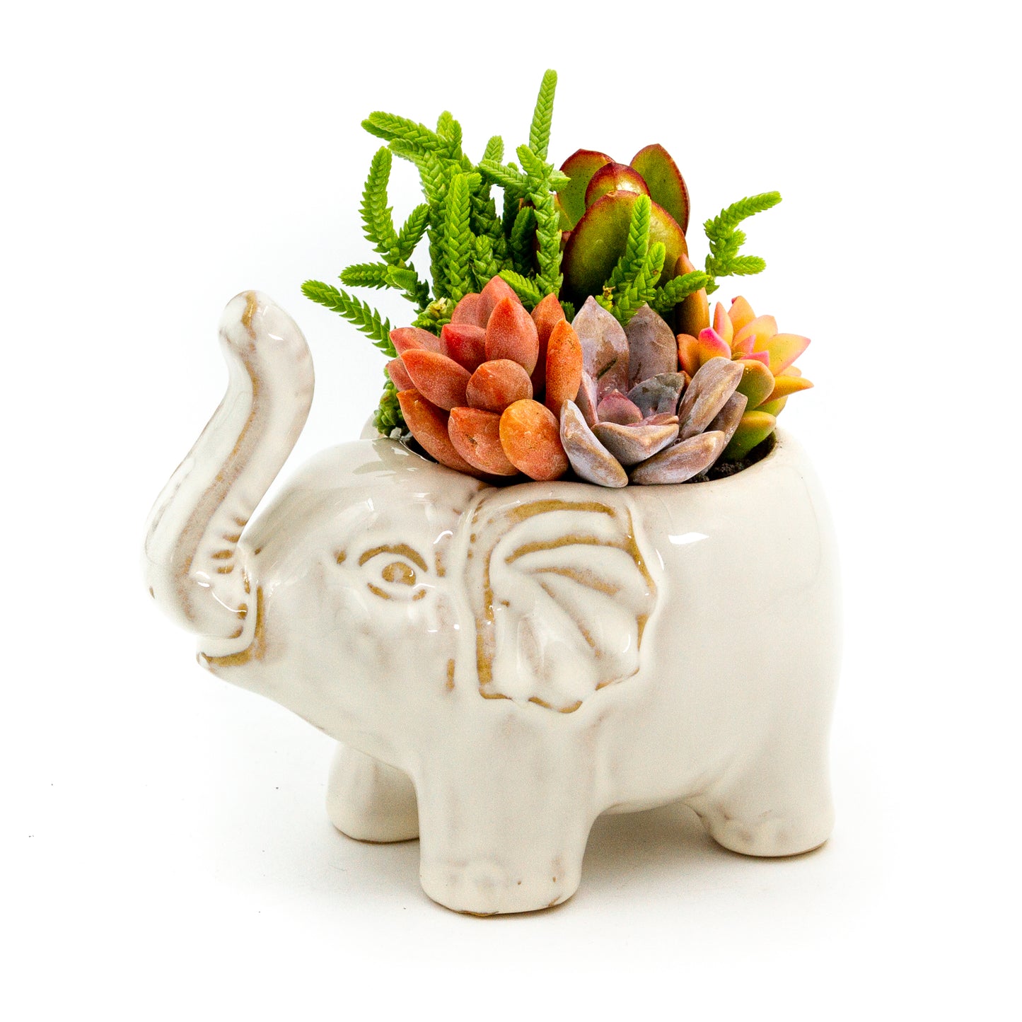 Succulent Arrangement in Ceramic Elephant Planter