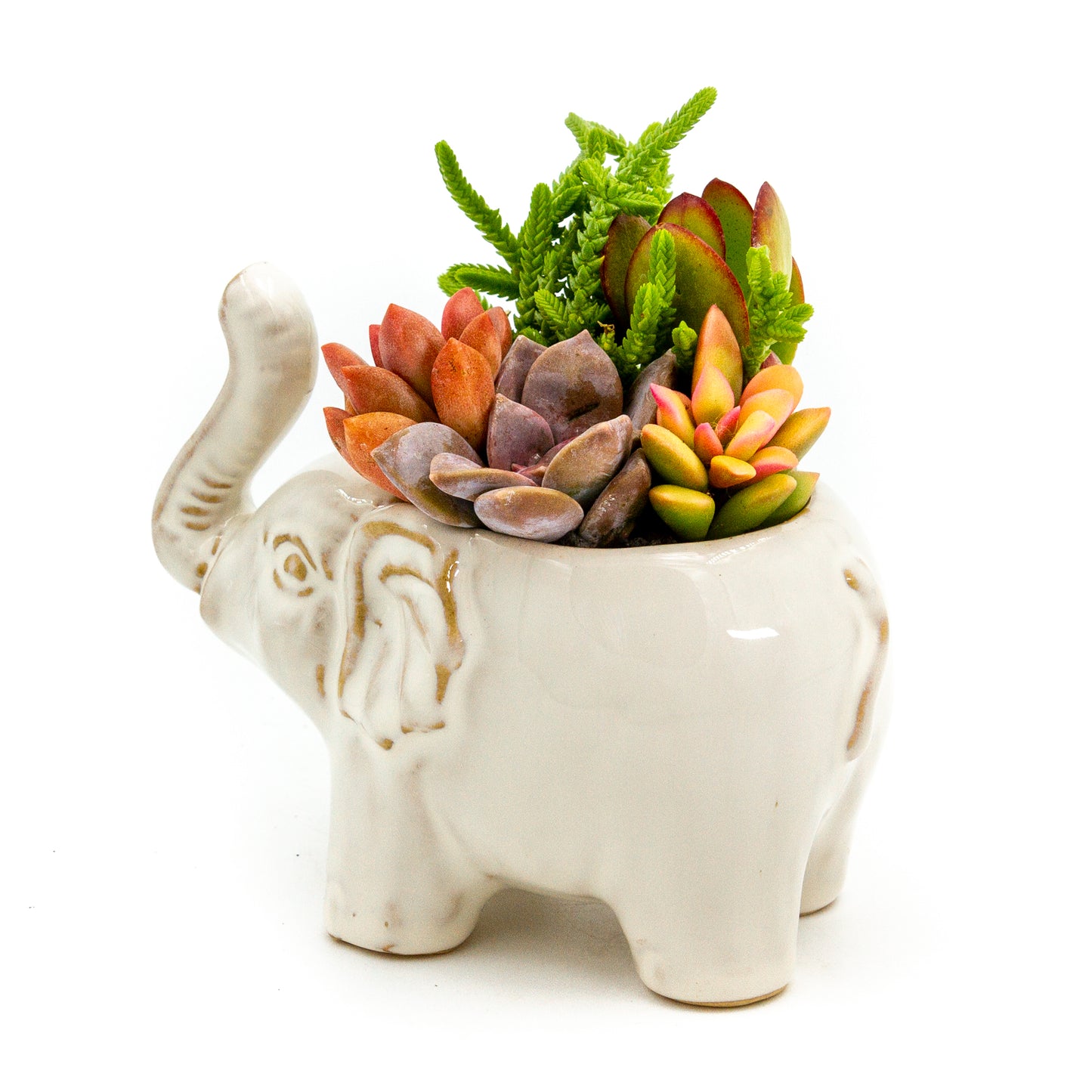 Succulent Arrangement in Ceramic Elephant Planter