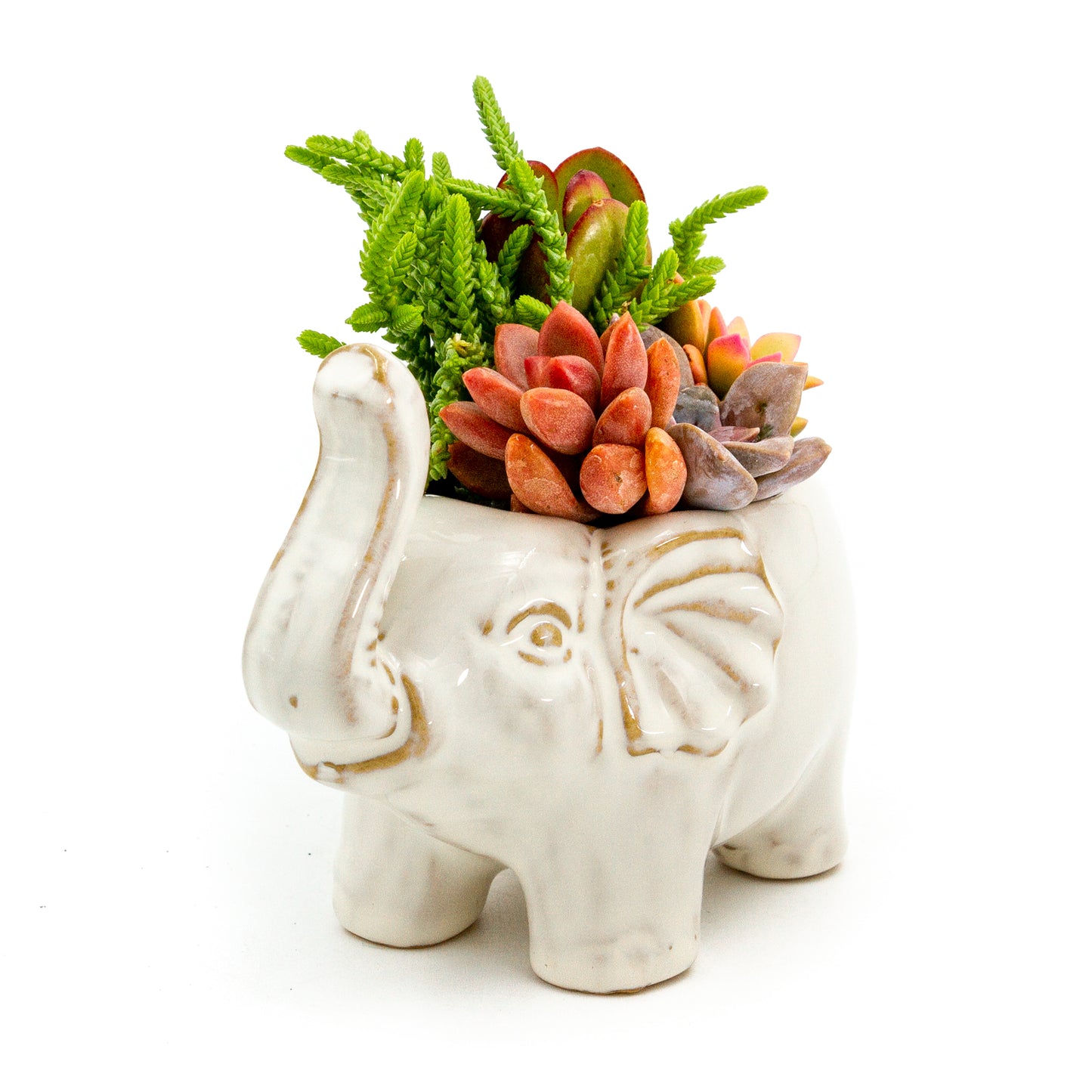 Succulent Arrangement in Ceramic Elephant Planter