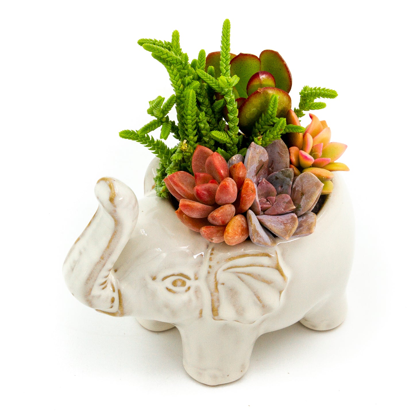 Succulent Arrangement in Ceramic Elephant Planter