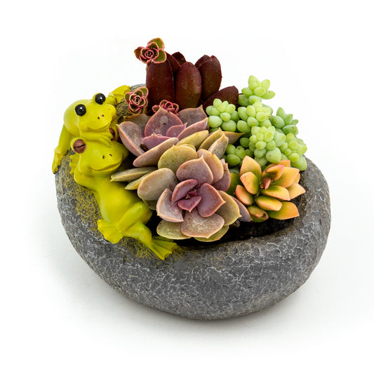 Succulent Arrangement in Relaxing Frogs Pot