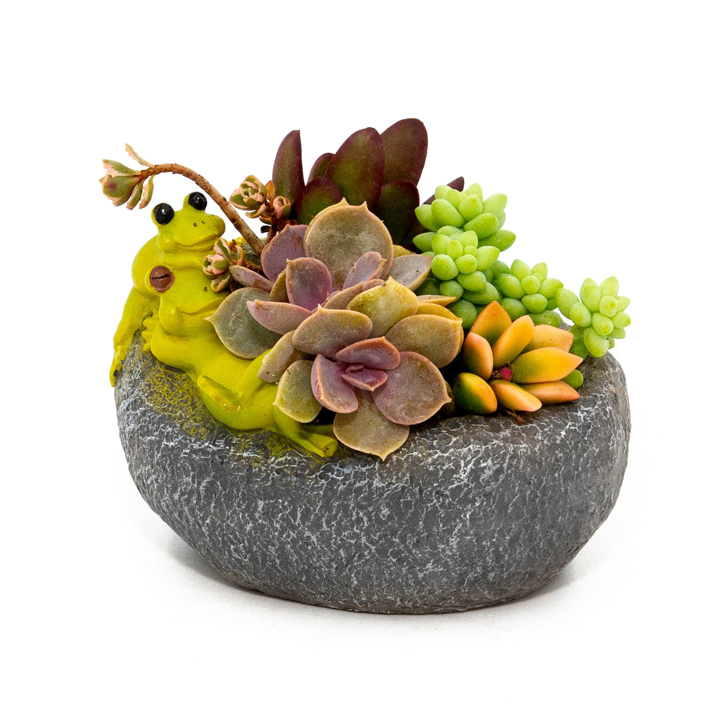 Succulent Arrangement in Relaxing Frogs Pot