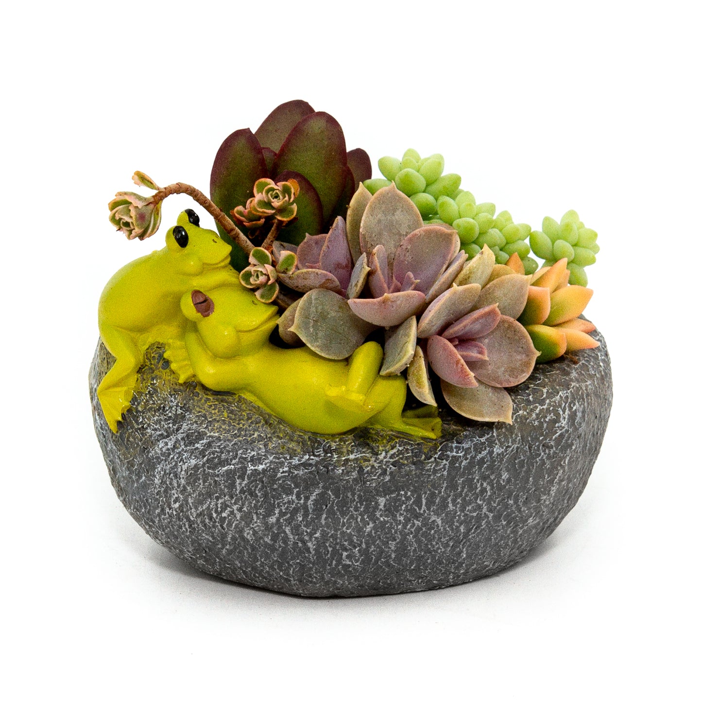 Succulent Arrangement in Relaxing Frogs Pot