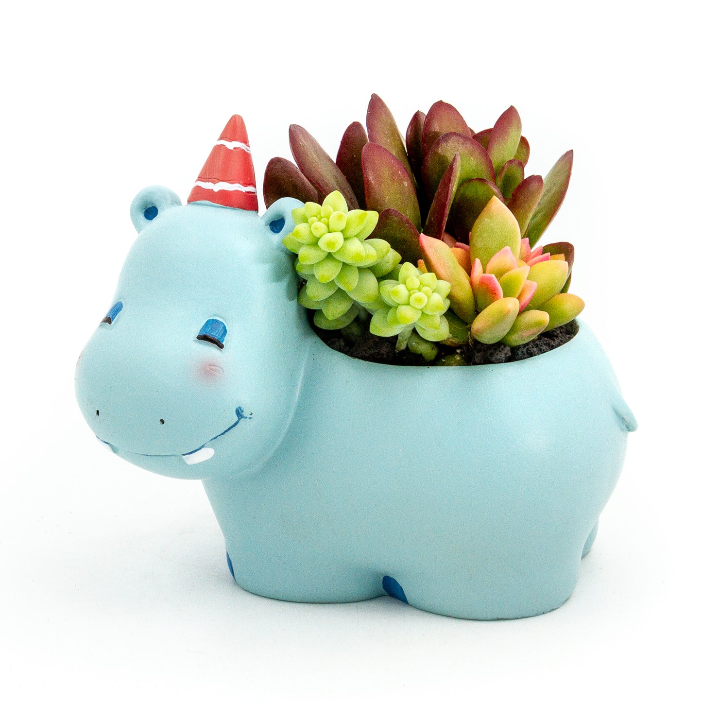 Succulent Arrangement in Happy Hippo Pot