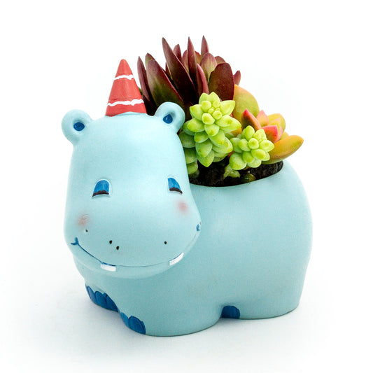 Succulent Arrangement in Happy Hippo Pot