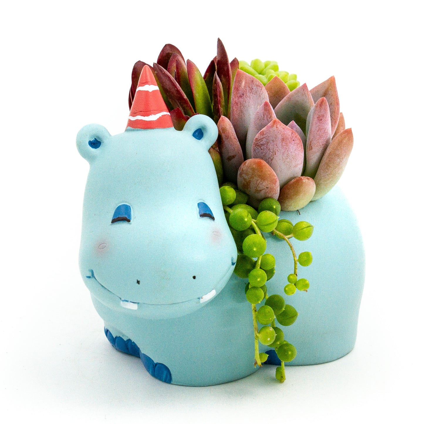 Succulent Arrangement in Happy Hippo Pot