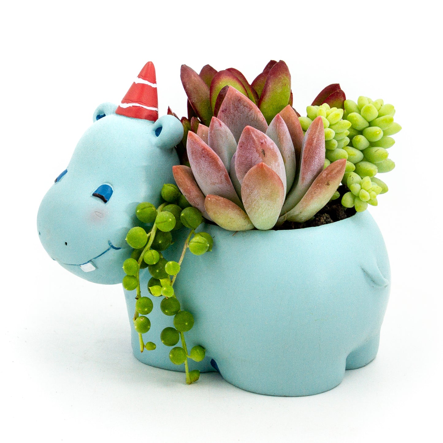 Succulent Arrangement in Happy Hippo Pot