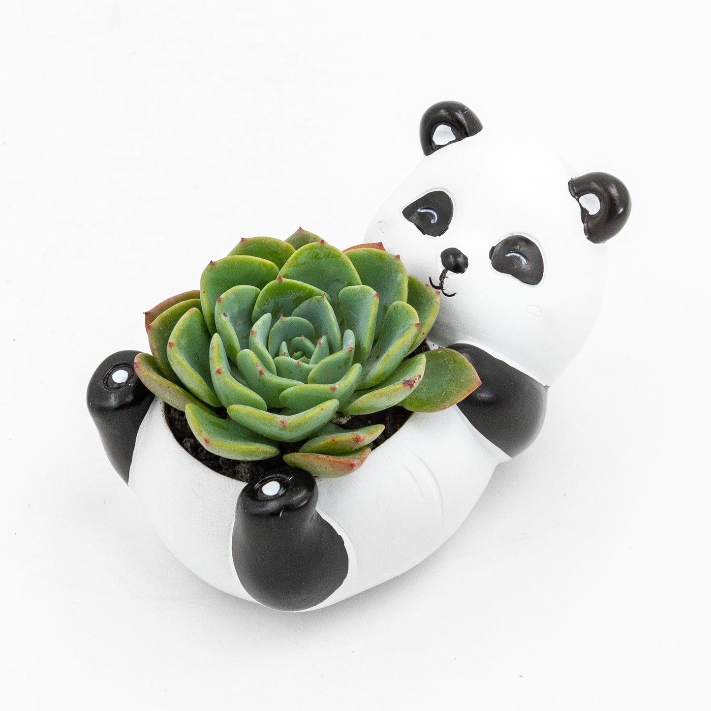 Succulent Arrangement in Baby Panda Pot (Multiple Styles)