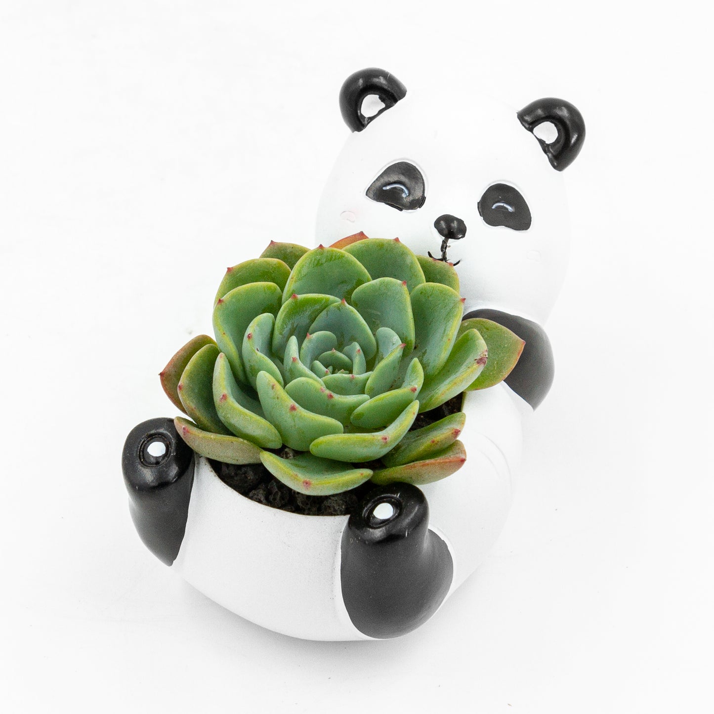 Succulent Arrangement in Baby Panda Pot (Multiple Styles)