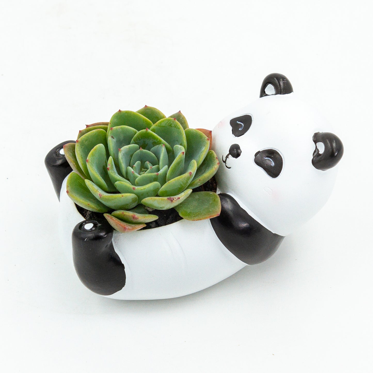 Succulent Arrangement in Baby Panda Pot (Multiple Styles)