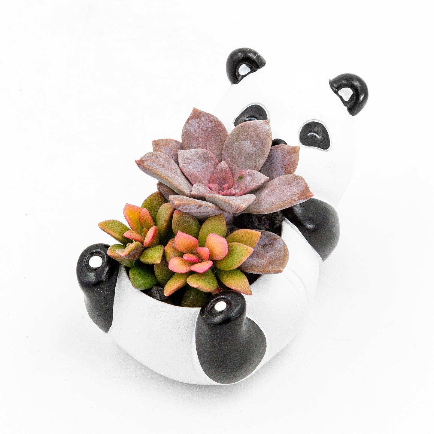 Succulent Arrangement in Baby Panda Pot (Multiple Styles)