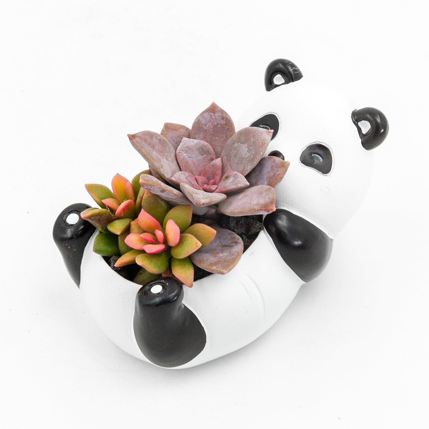 Succulent Arrangement in Baby Panda Pot (Multiple Styles)