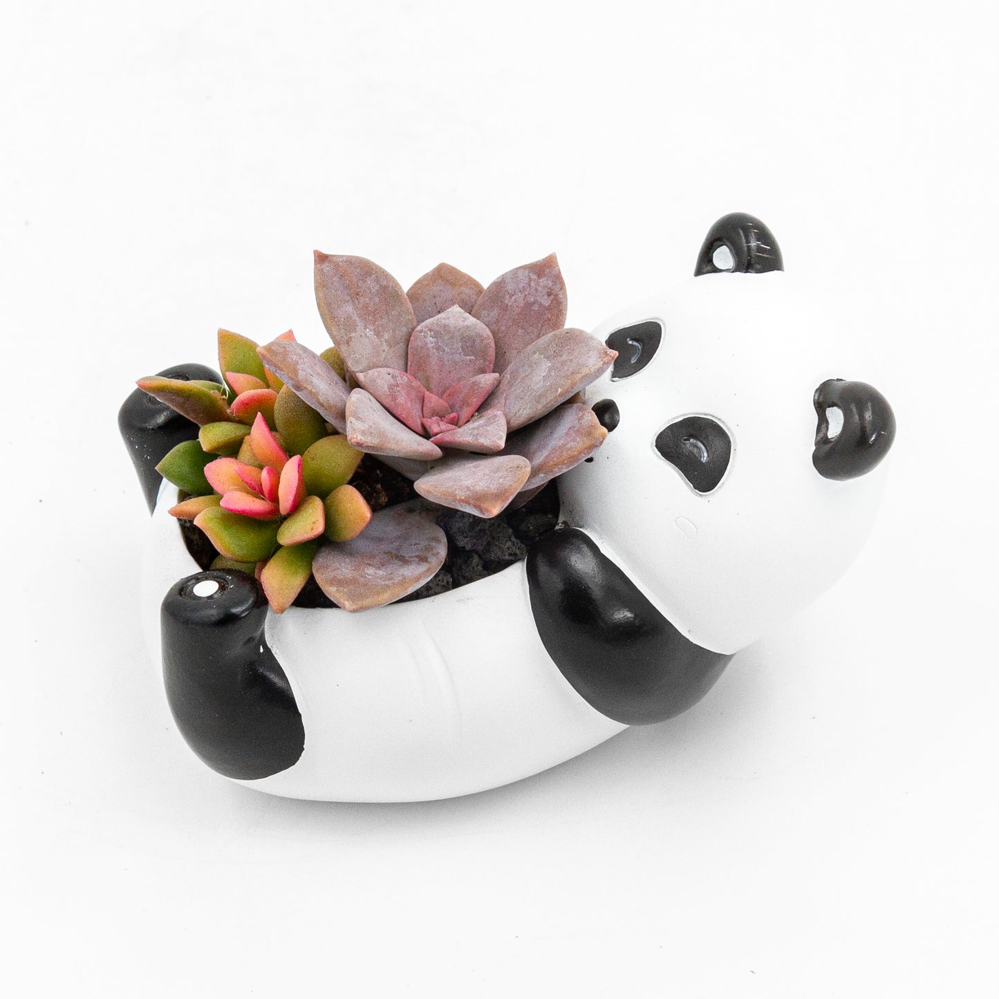 Succulent Arrangement in Baby Panda Pot (Multiple Styles)