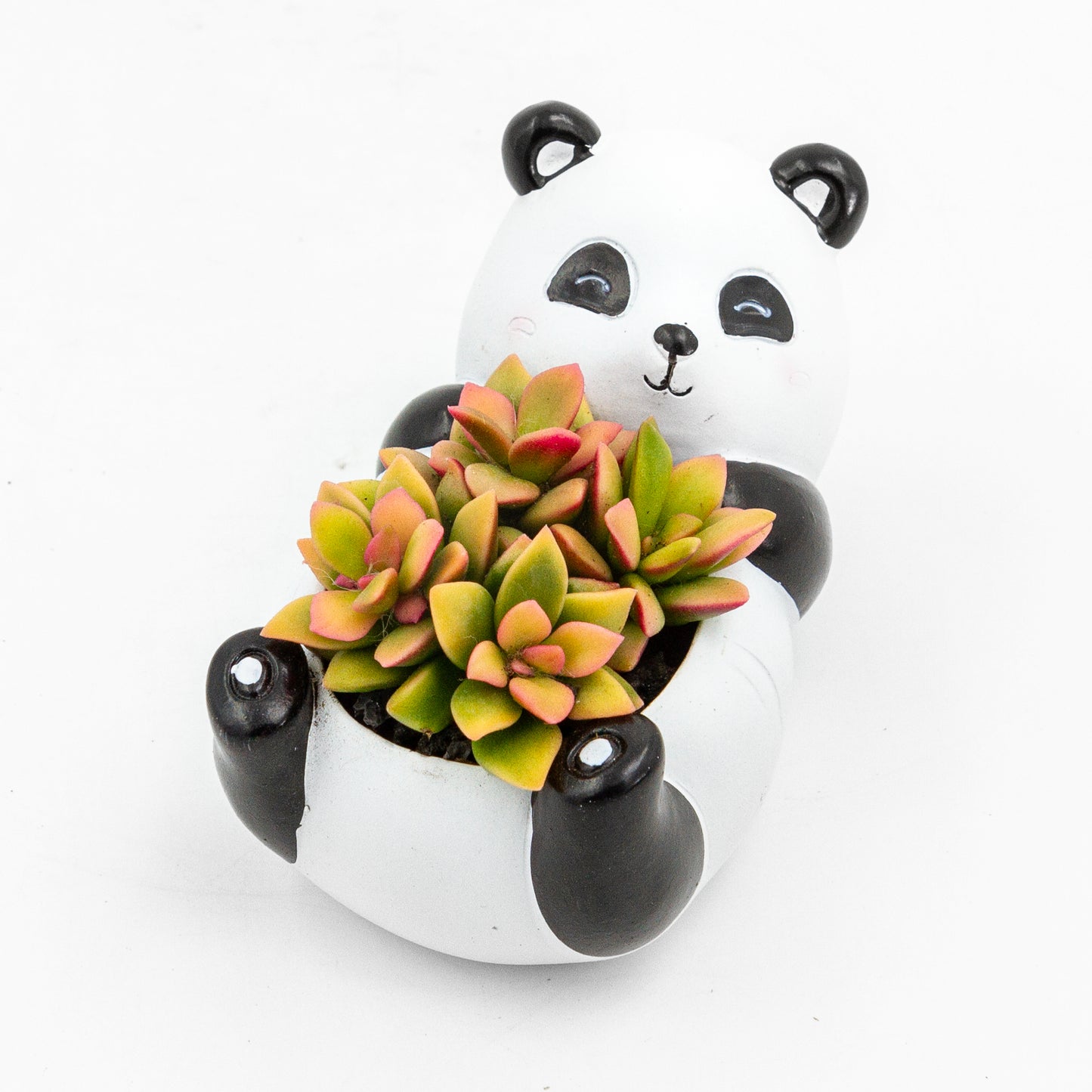 Succulent Arrangement in Baby Panda Pot (Multiple Styles)