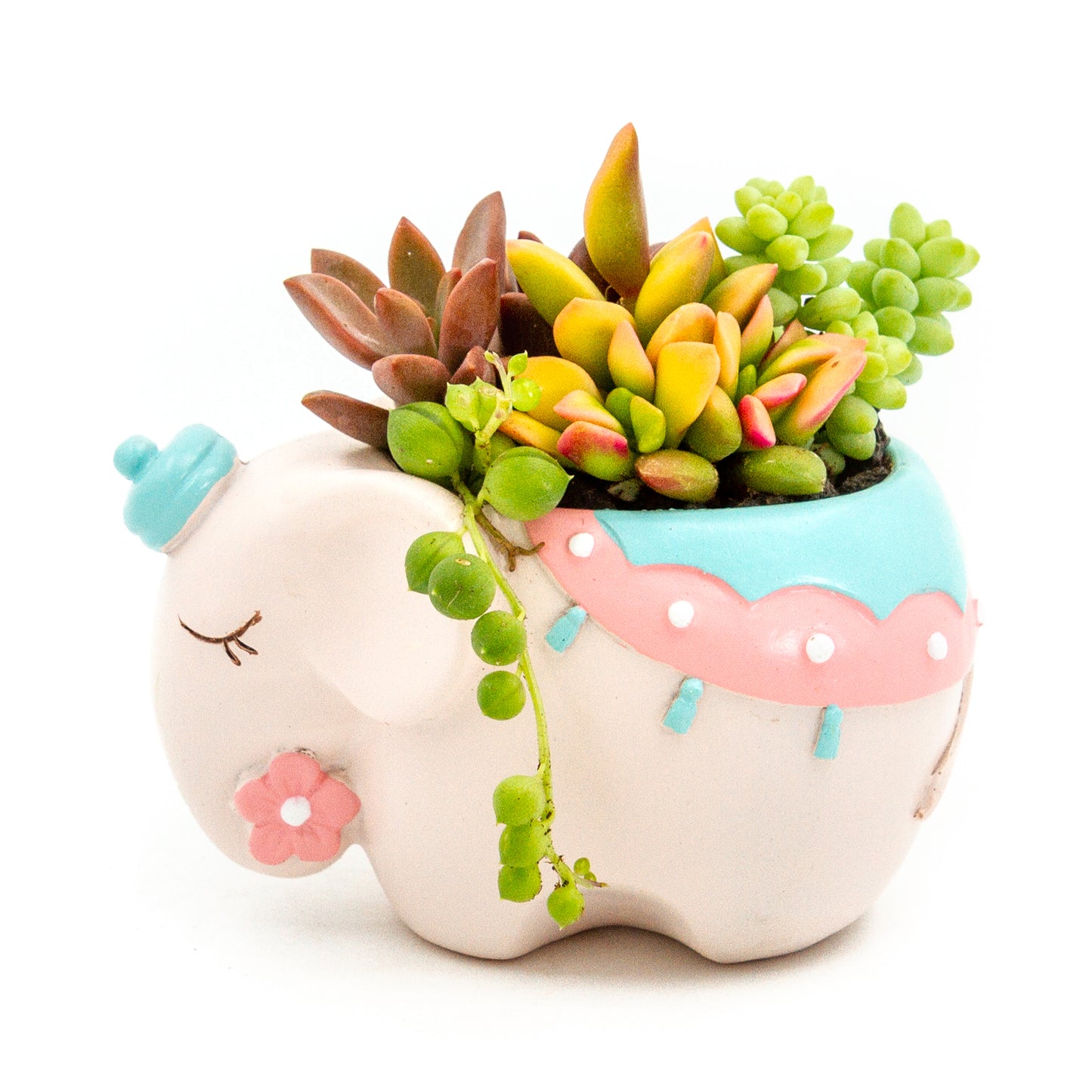 Succulent Arrangement in Colorful Elephant Pot