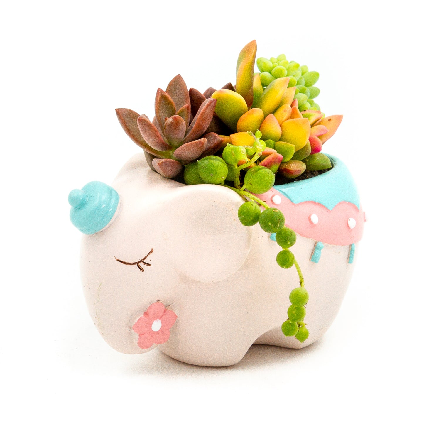 Succulent Arrangement in Colorful Elephant Pot