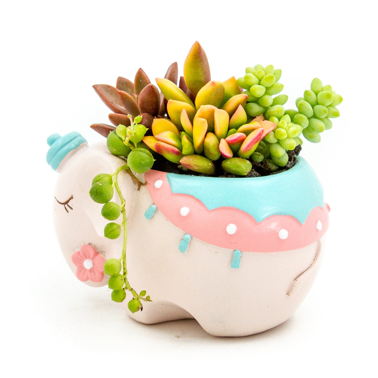 Succulent Arrangement in Colorful Elephant Pot