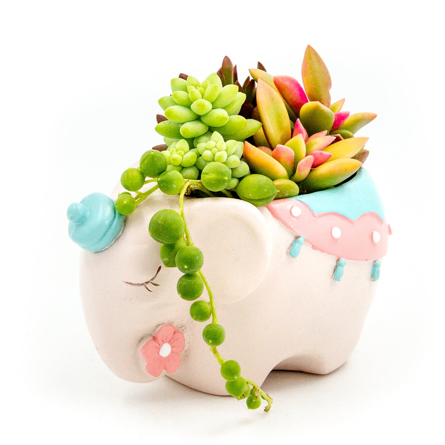 Succulent Arrangement in Colorful Elephant Pot