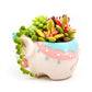 Succulent Arrangement in Colorful Elephant Pot