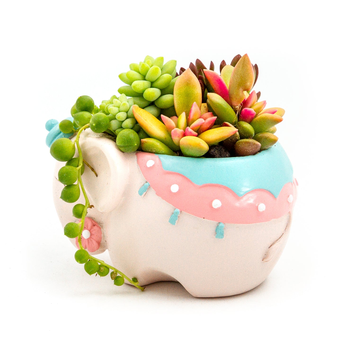 Succulent Arrangement in Colorful Elephant Pot