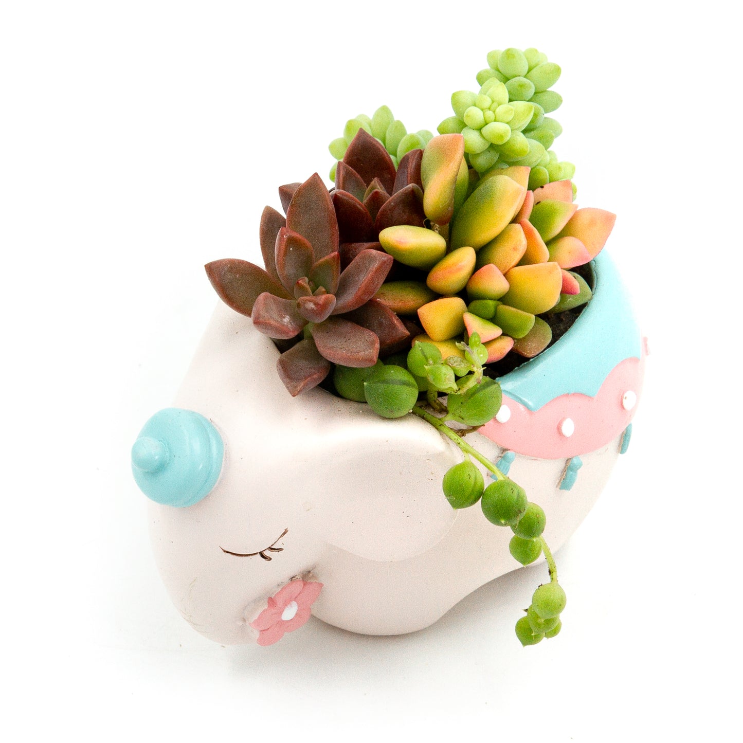 Succulent Arrangement in Colorful Elephant Pot