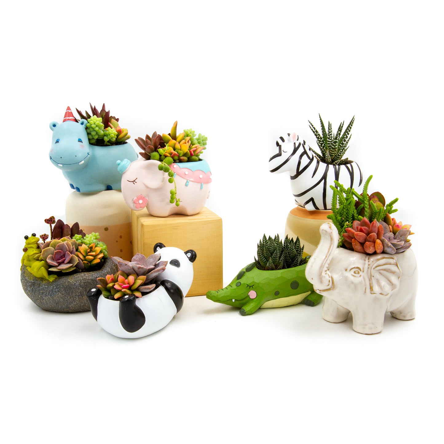 Succulent Arrangement in Baby Panda Pot (Multiple Styles)