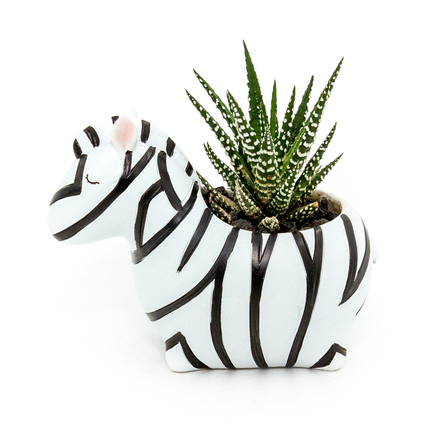 Haworthia Succulent Plant in Baby Zebra