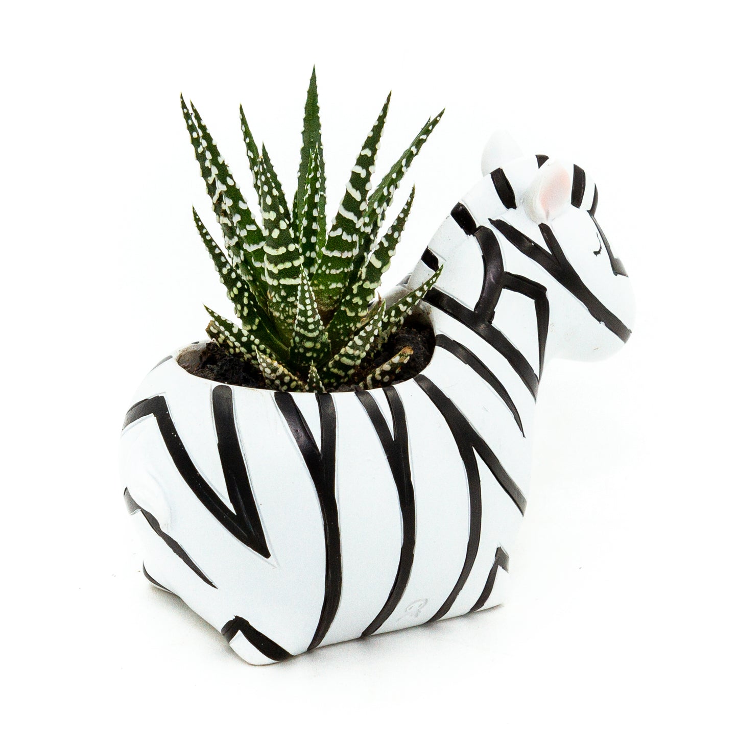 Haworthia Succulent Plant in Baby Zebra