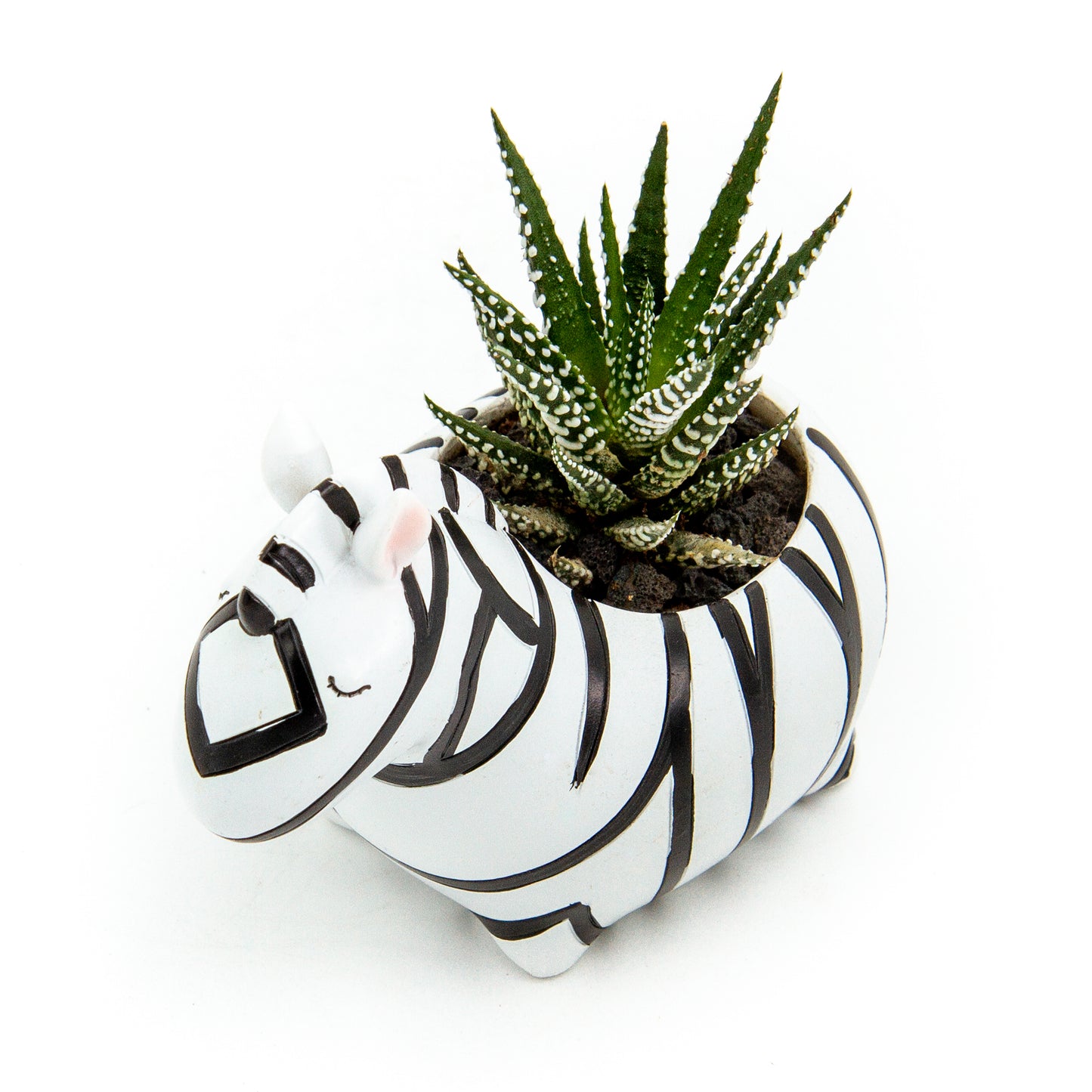 Haworthia Succulent Plant in Baby Zebra