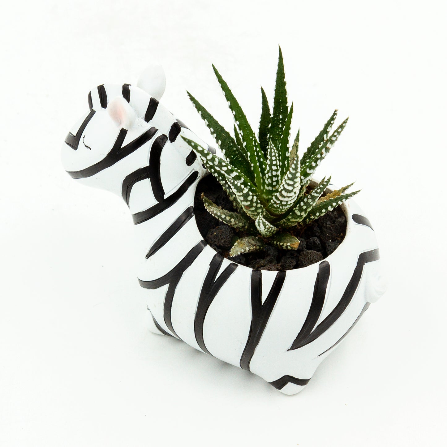 Haworthia Succulent Plant in Baby Zebra