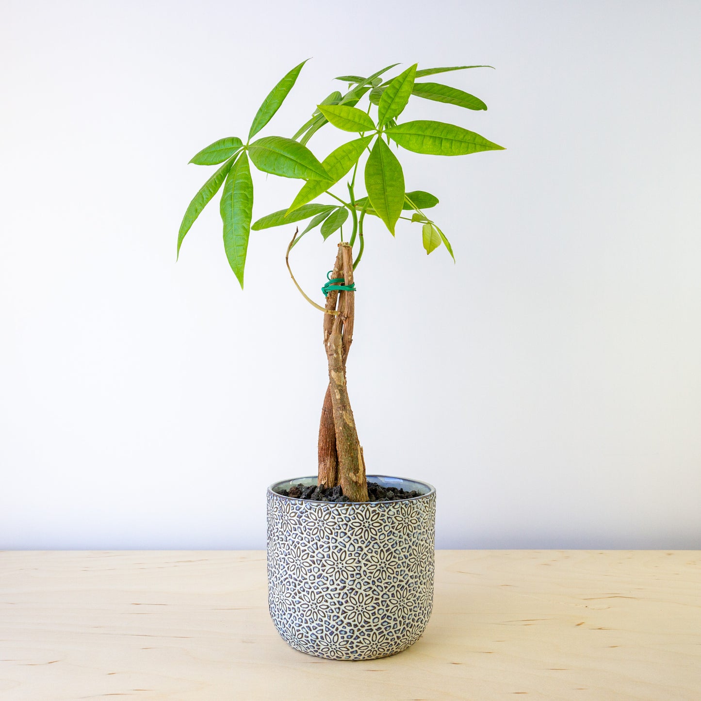 Money Tree in Ceramic Pot - White & Blue Pattern, Small