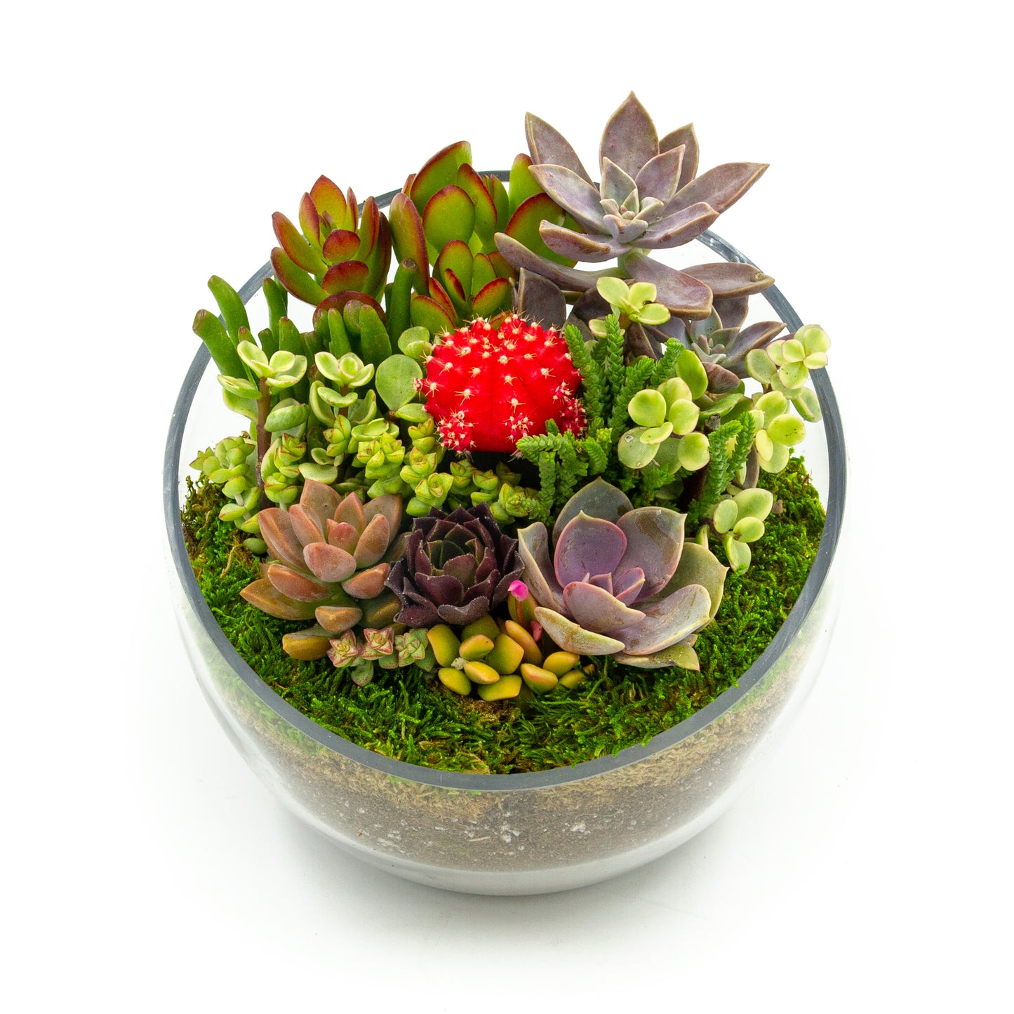 Succulent Terrarium in Glass Bowl - Medium